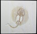 Fat Tailed Ray (Asterotrygon) - Very Rare #33559-1